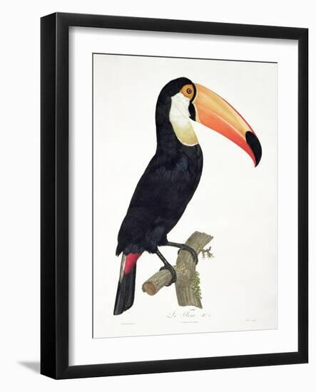 Toucan No.2, History of the Birds of Paradise by Francois Levaillant, Engraved by J.L. Peree-Jacques Barraband-Framed Giclee Print