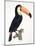 Toucan No.2, History of the Birds of Paradise by Francois Levaillant, Engraved by J.L. Peree-Jacques Barraband-Mounted Giclee Print