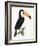 Toucan No.2, History of the Birds of Paradise by Francois Levaillant, Engraved by J.L. Peree-Jacques Barraband-Framed Giclee Print