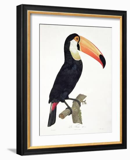 Toucan No.2, History of the Birds of Paradise by Francois Levaillant, Engraved by J.L. Peree-Jacques Barraband-Framed Giclee Print