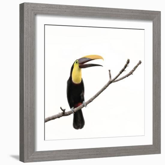 Toucan on a Branch-Wink Gaines-Framed Giclee Print