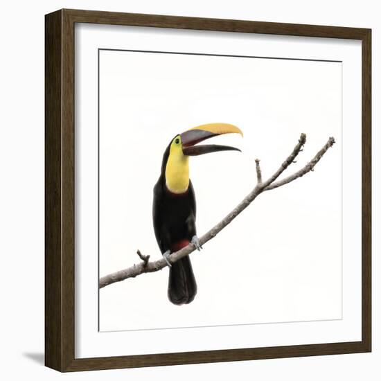 Toucan on a Branch-Wink Gaines-Framed Giclee Print