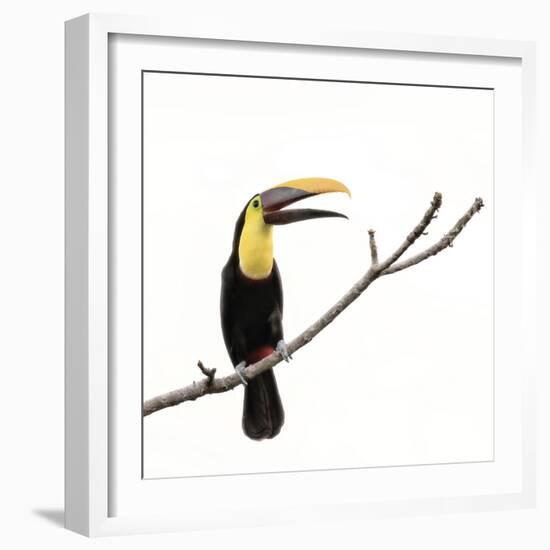 Toucan on a Branch-Wink Gaines-Framed Giclee Print