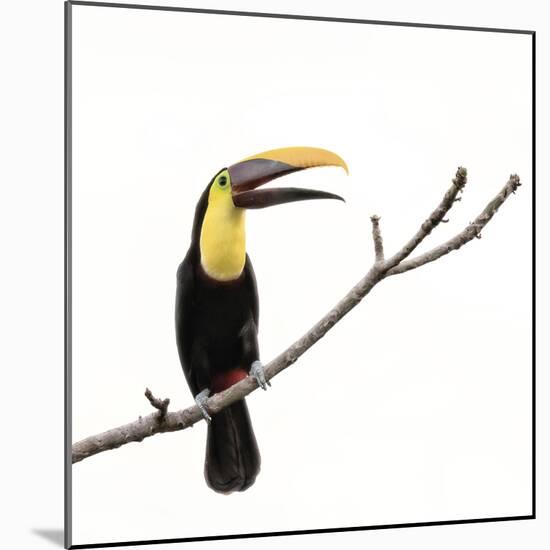 Toucan on a Branch-Wink Gaines-Mounted Giclee Print