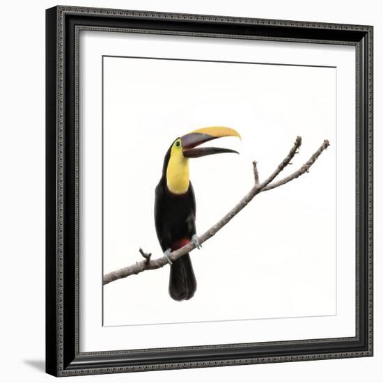 Toucan on a Branch-Wink Gaines-Framed Giclee Print