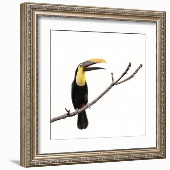 Toucan on a Branch-Wink Gaines-Framed Giclee Print