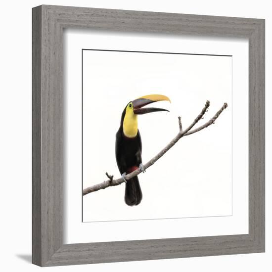 Toucan on a Branch-Wink Gaines-Framed Giclee Print