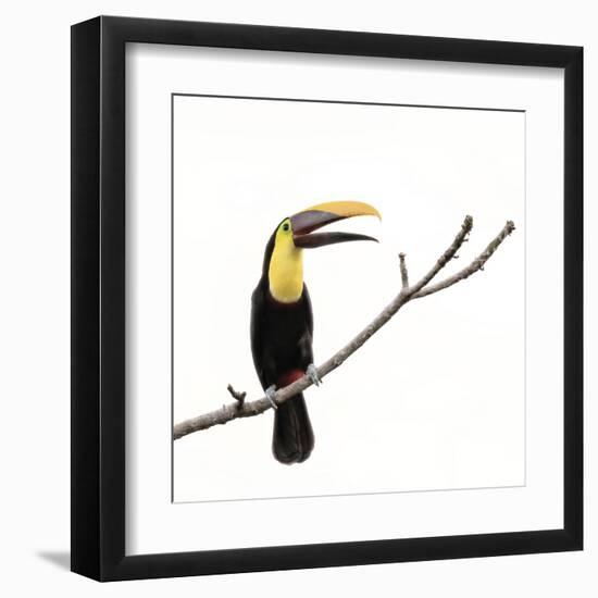 Toucan on a Branch-Wink Gaines-Framed Giclee Print