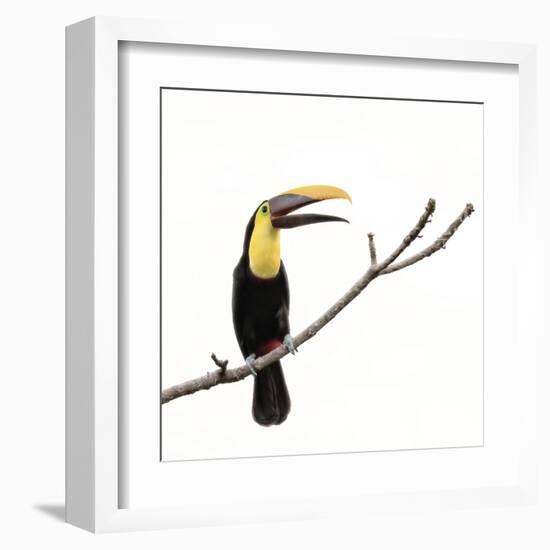 Toucan on a Branch-Wink Gaines-Framed Giclee Print