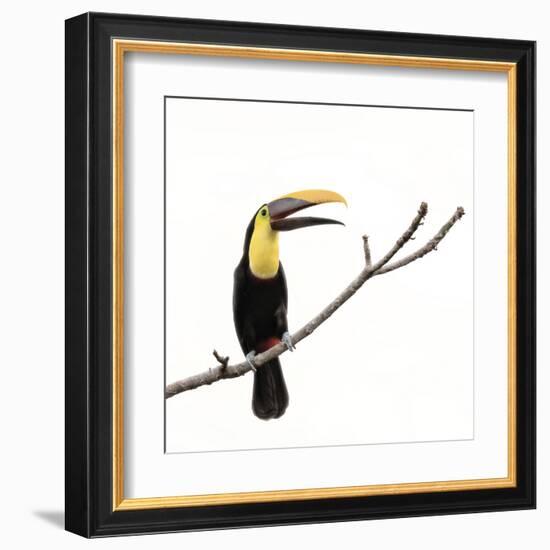 Toucan on a Branch-Wink Gaines-Framed Giclee Print