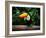 Toucan on the Branch in Tropical Forest of Brazil-SJ Travel Photo and Video-Framed Photographic Print