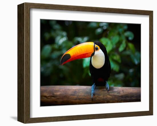 Toucan on the Branch in Tropical Forest of Brazil-SJ Travel Photo and Video-Framed Photographic Print