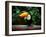 Toucan on the Branch in Tropical Forest of Brazil-SJ Travel Photo and Video-Framed Photographic Print