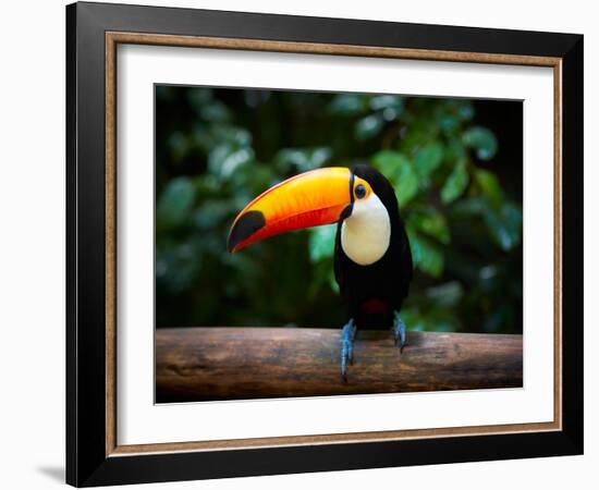 Toucan on the Branch in Tropical Forest of Brazil-SJ Travel Photo and Video-Framed Photographic Print