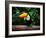 Toucan on the Branch in Tropical Forest of Brazil-SJ Travel Photo and Video-Framed Photographic Print