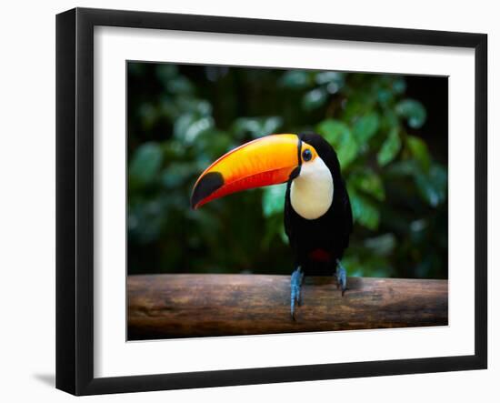 Toucan on the Branch in Tropical Forest of Brazil-SJ Travel Photo and Video-Framed Photographic Print