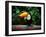 Toucan on the Branch in Tropical Forest of Brazil-SJ Travel Photo and Video-Framed Photographic Print