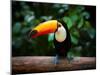 Toucan on the Branch in Tropical Forest of Brazil-SJ Travel Photo and Video-Mounted Photographic Print