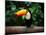 Toucan on the Branch in Tropical Forest of Brazil-SJ Travel Photo and Video-Mounted Photographic Print