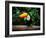 Toucan on the Branch in Tropical Forest of Brazil-SJ Travel Photo and Video-Framed Photographic Print