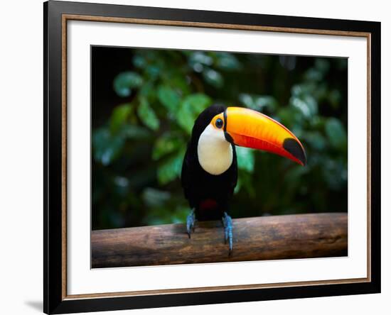 Toucan on the Branch in Tropical Forest of Brazil-SJ Travel Photo and Video-Framed Photographic Print