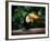 Toucan on the Branch in Tropical Forest of Brazil-SJ Travel Photo and Video-Framed Photographic Print