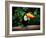 Toucan on the Branch in Tropical Forest of Brazil-SJ Travel Photo and Video-Framed Photographic Print