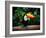 Toucan on the Branch in Tropical Forest of Brazil-SJ Travel Photo and Video-Framed Photographic Print