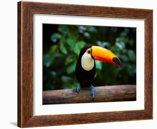 Toucan on the Branch in Tropical Forest of Brazil-SJ Travel Photo and Video-Framed Photographic Print