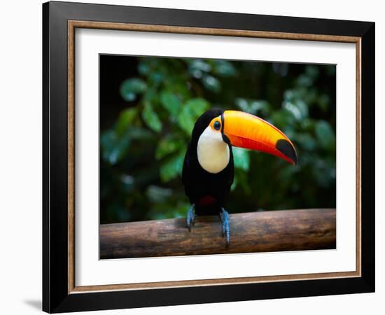 Toucan on the Branch in Tropical Forest of Brazil-SJ Travel Photo and Video-Framed Photographic Print