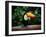 Toucan on the Branch in Tropical Forest of Brazil-SJ Travel Photo and Video-Framed Photographic Print