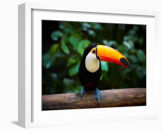 Toucan on the Branch in Tropical Forest of Brazil-SJ Travel Photo and Video-Framed Photographic Print