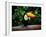 Toucan on the Branch in Tropical Forest of Brazil-SJ Travel Photo and Video-Framed Photographic Print