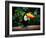 Toucan on the Branch in Tropical Forest of Brazil-SJ Travel Photo and Video-Framed Photographic Print