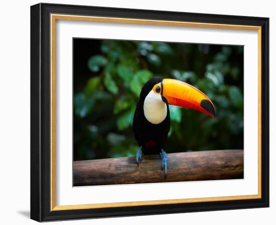 Toucan on the Branch in Tropical Forest of Brazil-SJ Travel Photo and Video-Framed Photographic Print