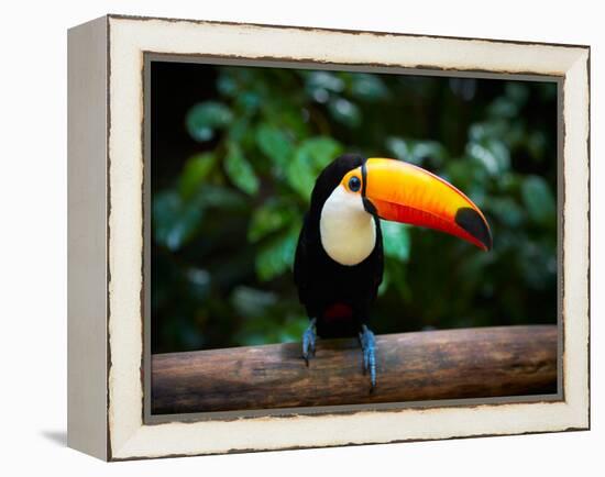 Toucan on the Branch in Tropical Forest of Brazil-SJ Travel Photo and Video-Framed Premier Image Canvas