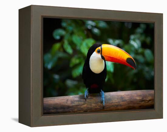 Toucan on the Branch in Tropical Forest of Brazil-SJ Travel Photo and Video-Framed Premier Image Canvas