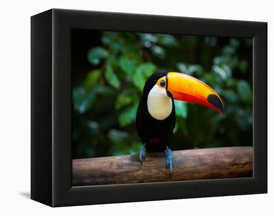 Toucan on the Branch in Tropical Forest of Brazil-SJ Travel Photo and Video-Framed Premier Image Canvas