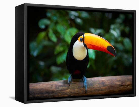 Toucan on the Branch in Tropical Forest of Brazil-SJ Travel Photo and Video-Framed Premier Image Canvas