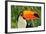 Toucan Outdoor - Ramphastos Sulphuratus-mirceab-Framed Photographic Print