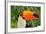 Toucan Outdoor - Ramphastos Sulphuratus-mirceab-Framed Photographic Print