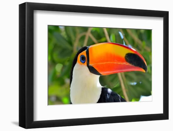 Toucan Outdoor - Ramphastos Sulphuratus-mirceab-Framed Photographic Print