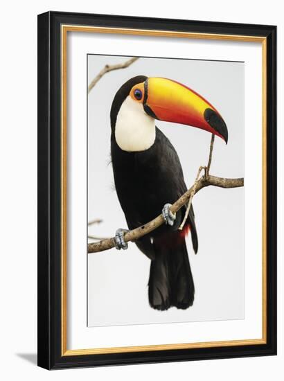 Toucan Perch-Staffan Widstrand-Framed Giclee Print