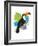 Toucan Tropics - Wild-Clara Wells-Framed Giclee Print