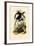 Toucans, 1833-39-null-Framed Giclee Print