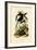 Toucans, 1833-39-null-Framed Giclee Print