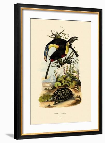 Toucans, 1833-39-null-Framed Giclee Print