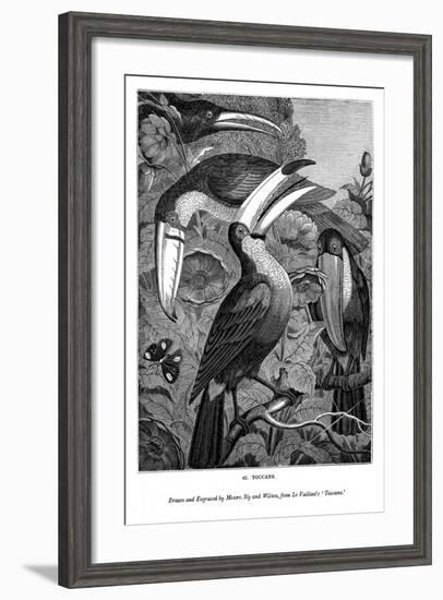 Toucans, C1770-1820-Messrs Sly and Wilson-Framed Giclee Print