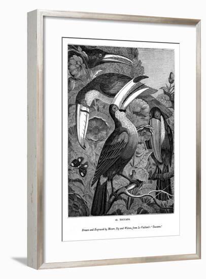 Toucans, C1770-1820-Messrs Sly and Wilson-Framed Giclee Print