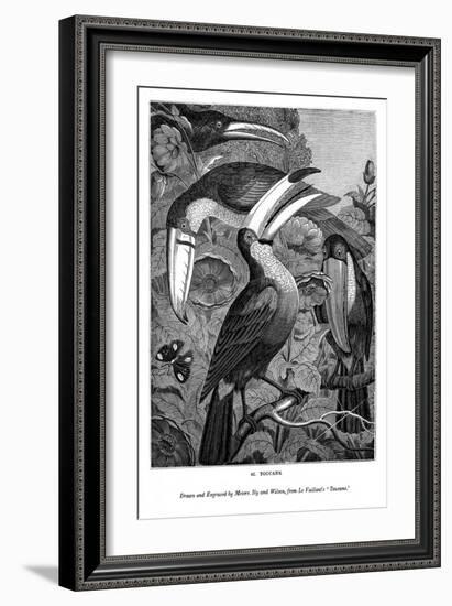 Toucans, C1770-1820-Messrs Sly and Wilson-Framed Giclee Print